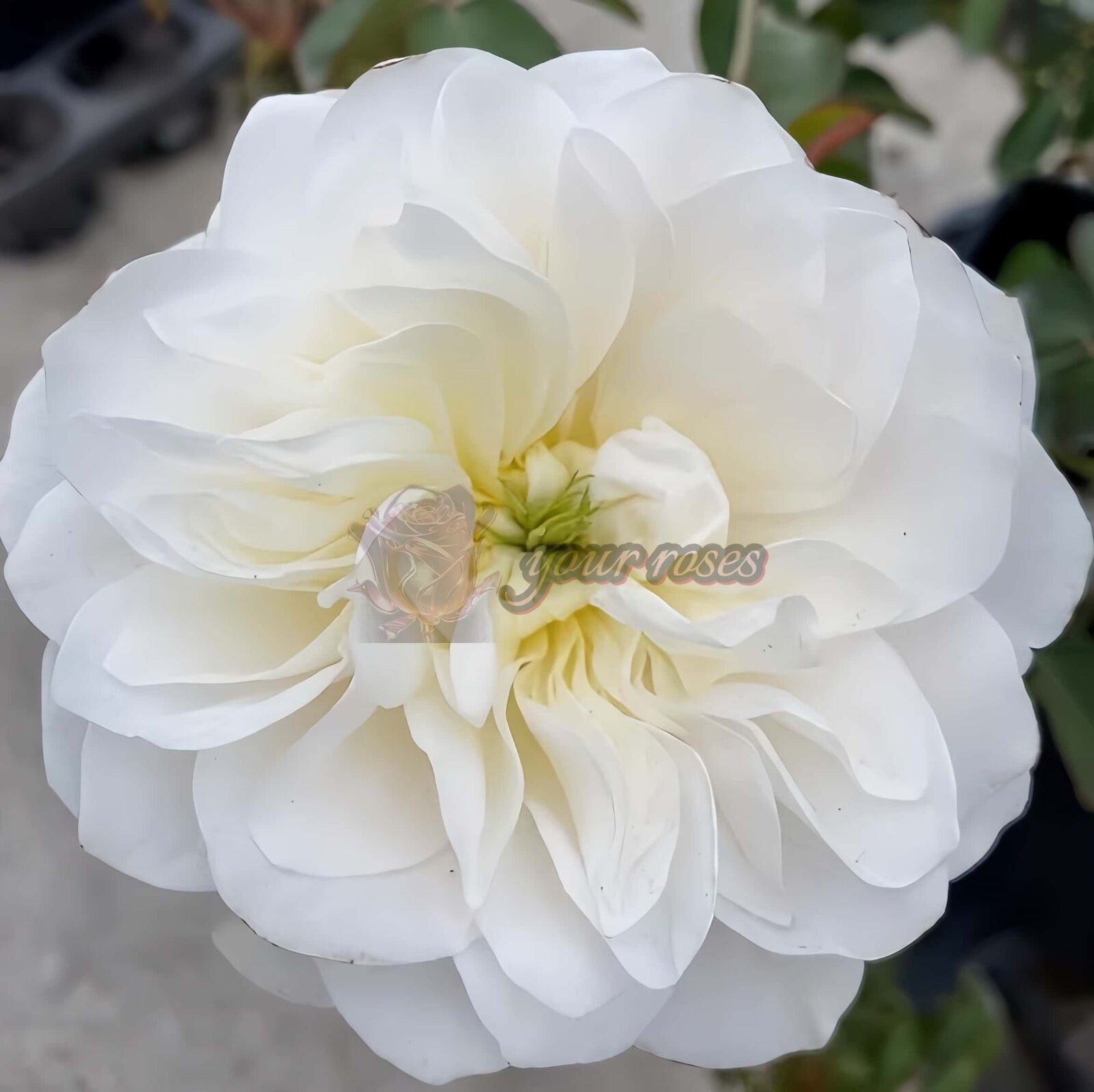 Etoile blanc