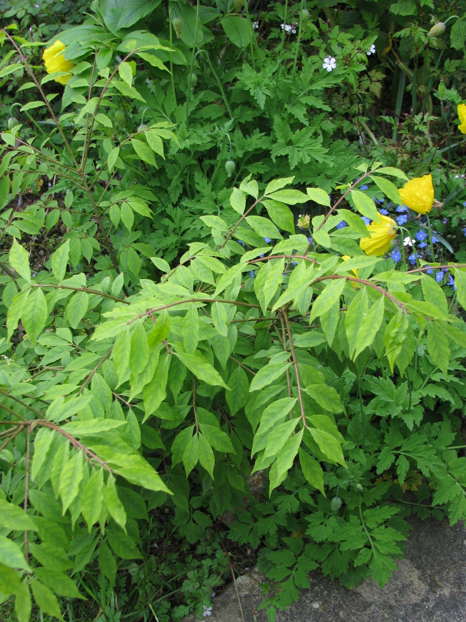 Euonymus 'Compactus'