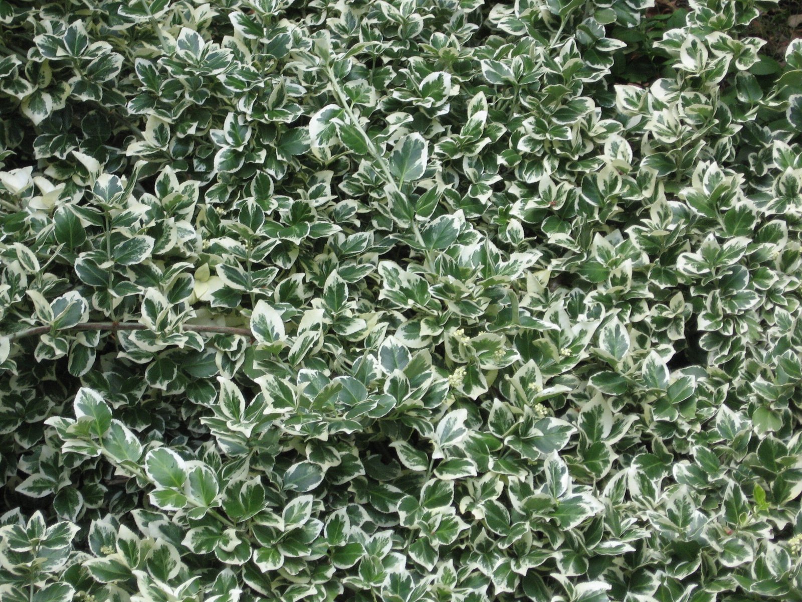 Euonymus 'Emerald Gaiety'