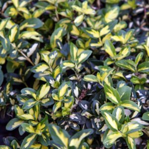 Euonymus 'Moonshadow'