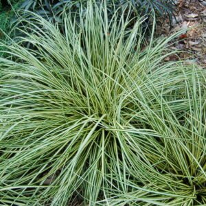 Carex 'Evergold'