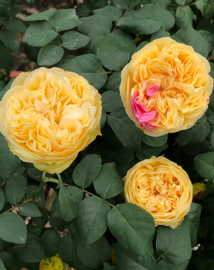 Fen 2Ga