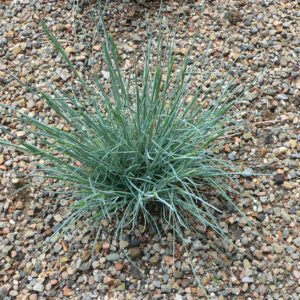 Festuca glauca