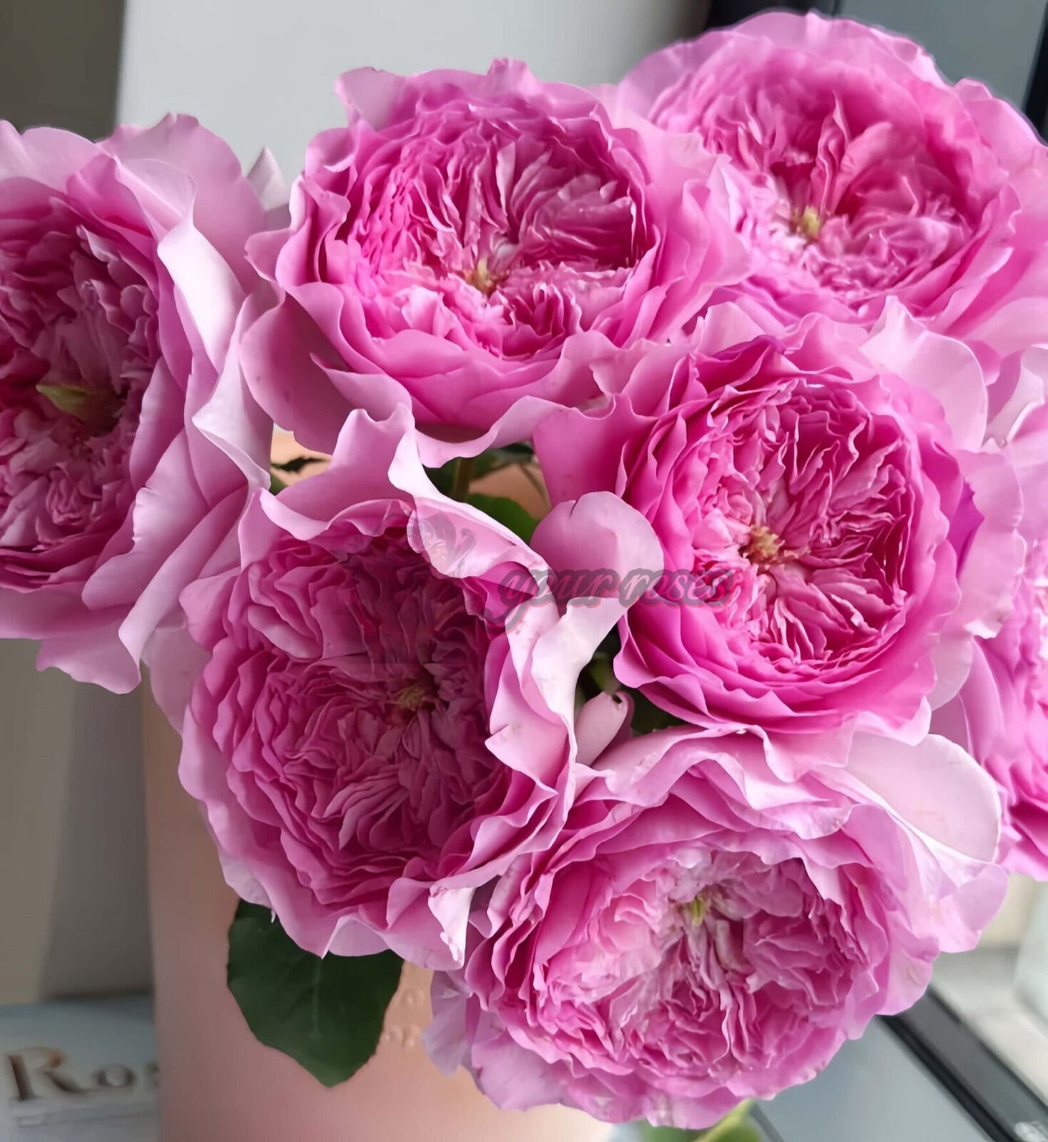 Flora