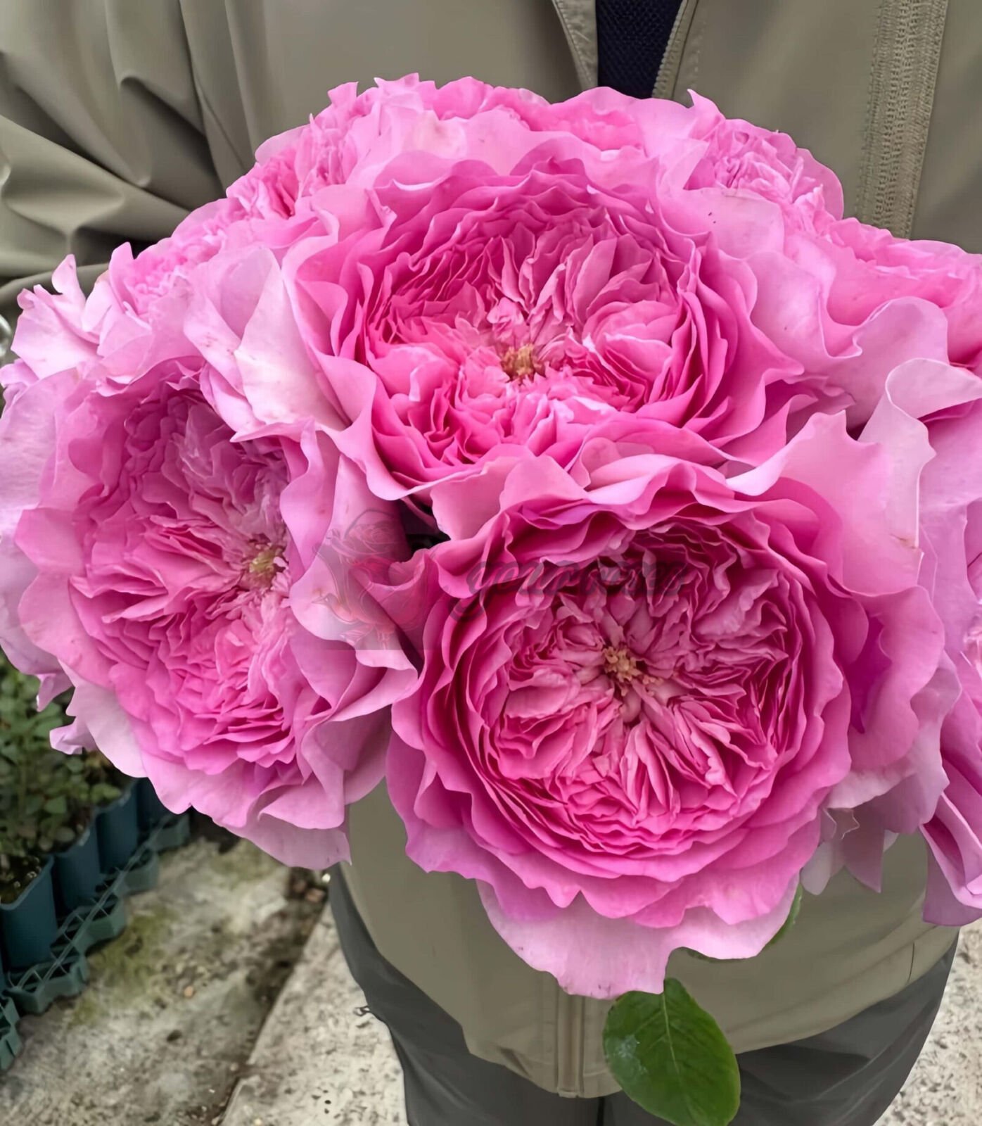 Flora