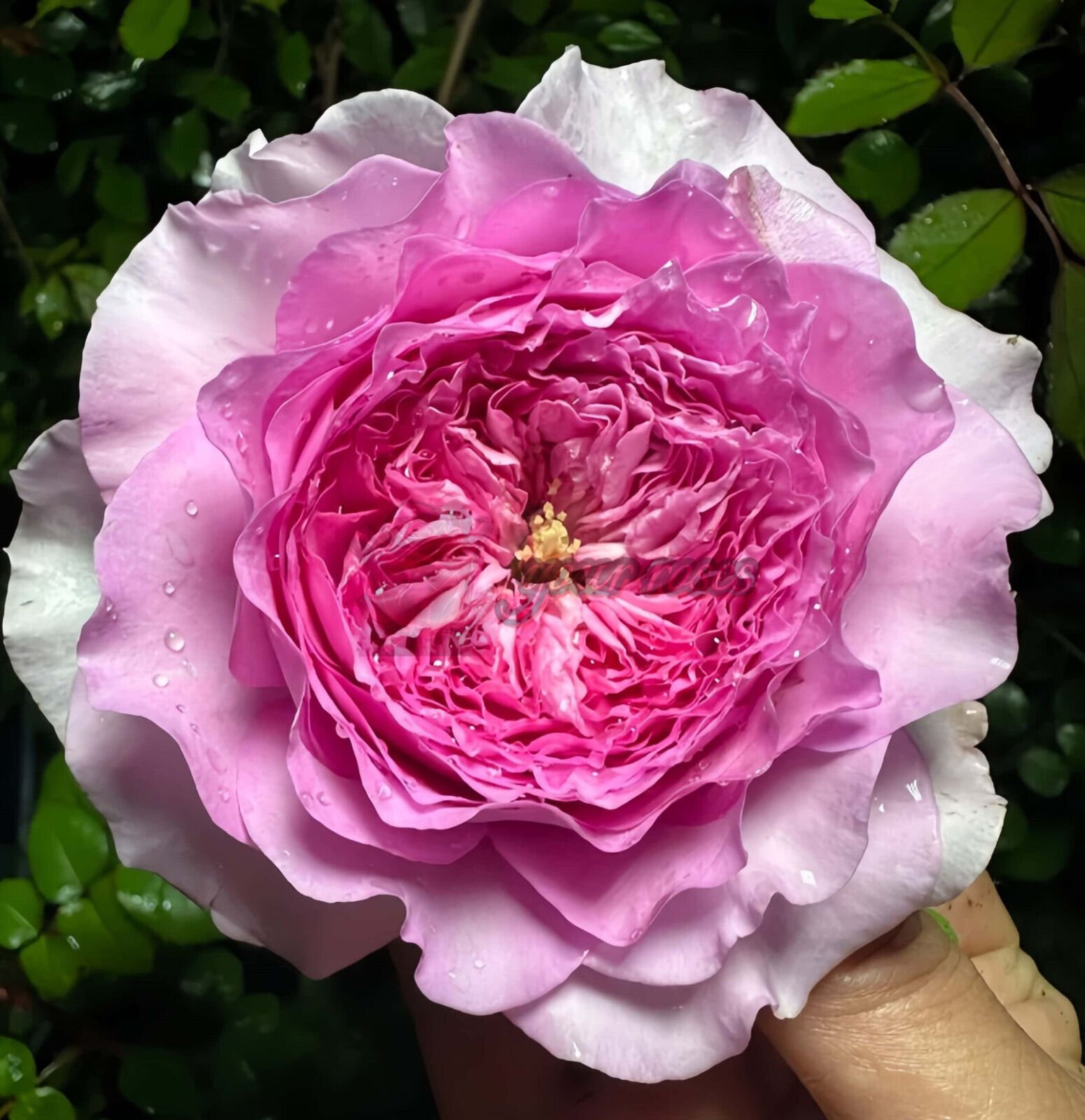 Flora