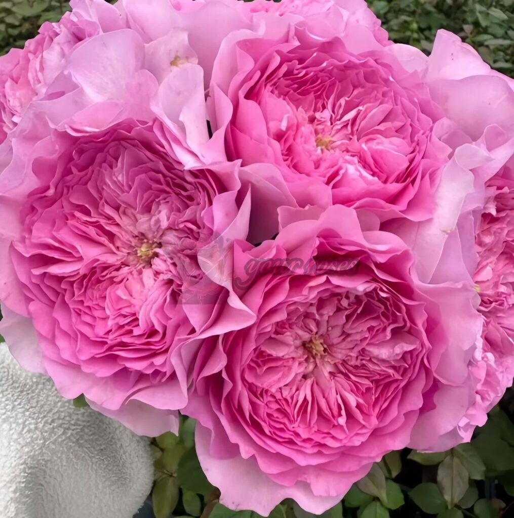 Flora