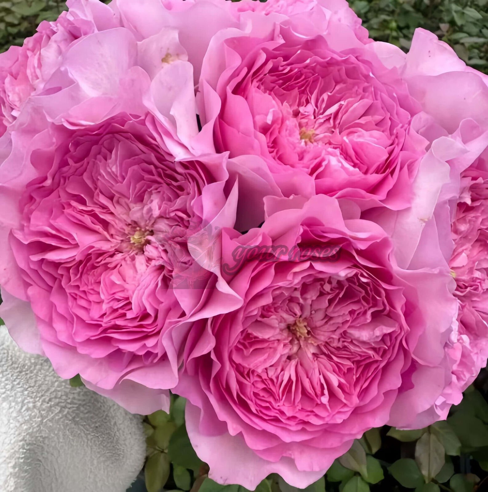 Flora