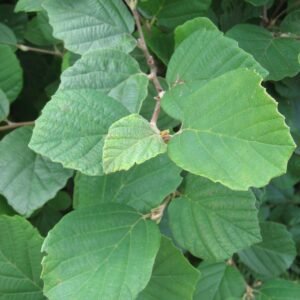 Fothergilla gardenii
