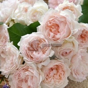 Frances Burnett