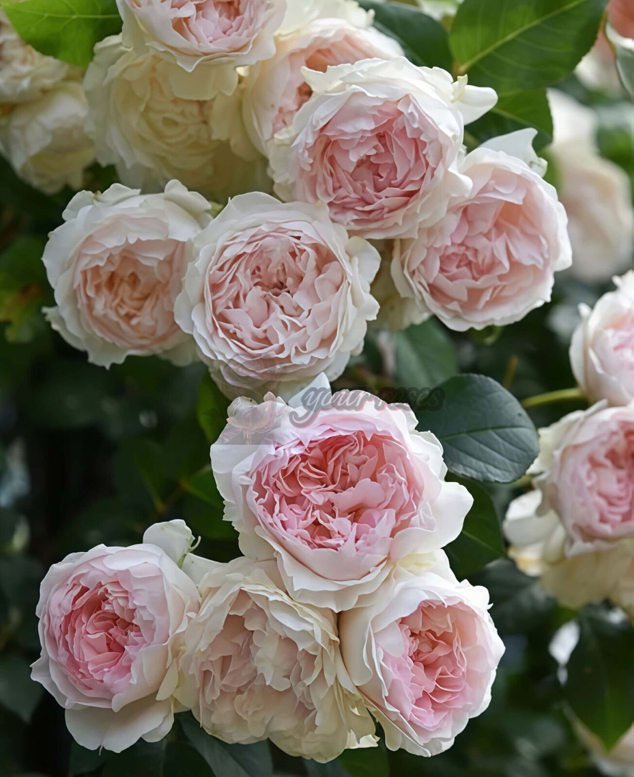 Frances Burnett