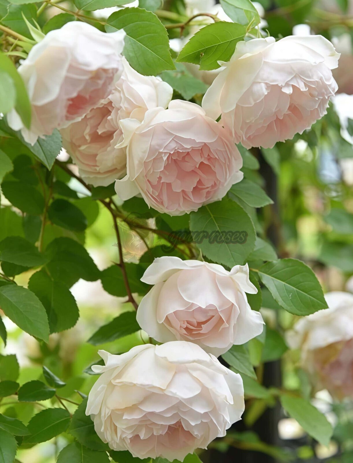 Frances Burnett