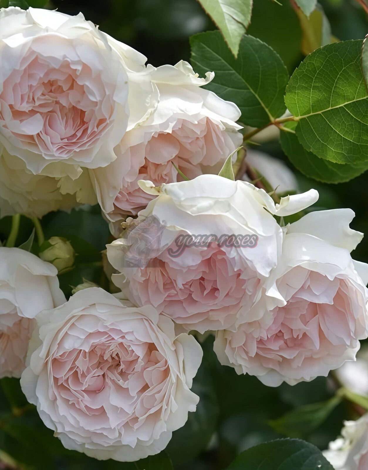 Frances Burnett