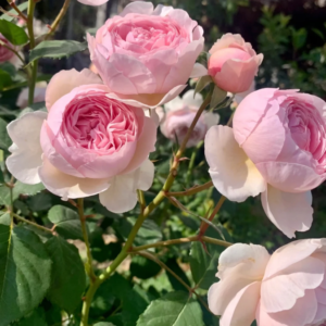 Geo Ham