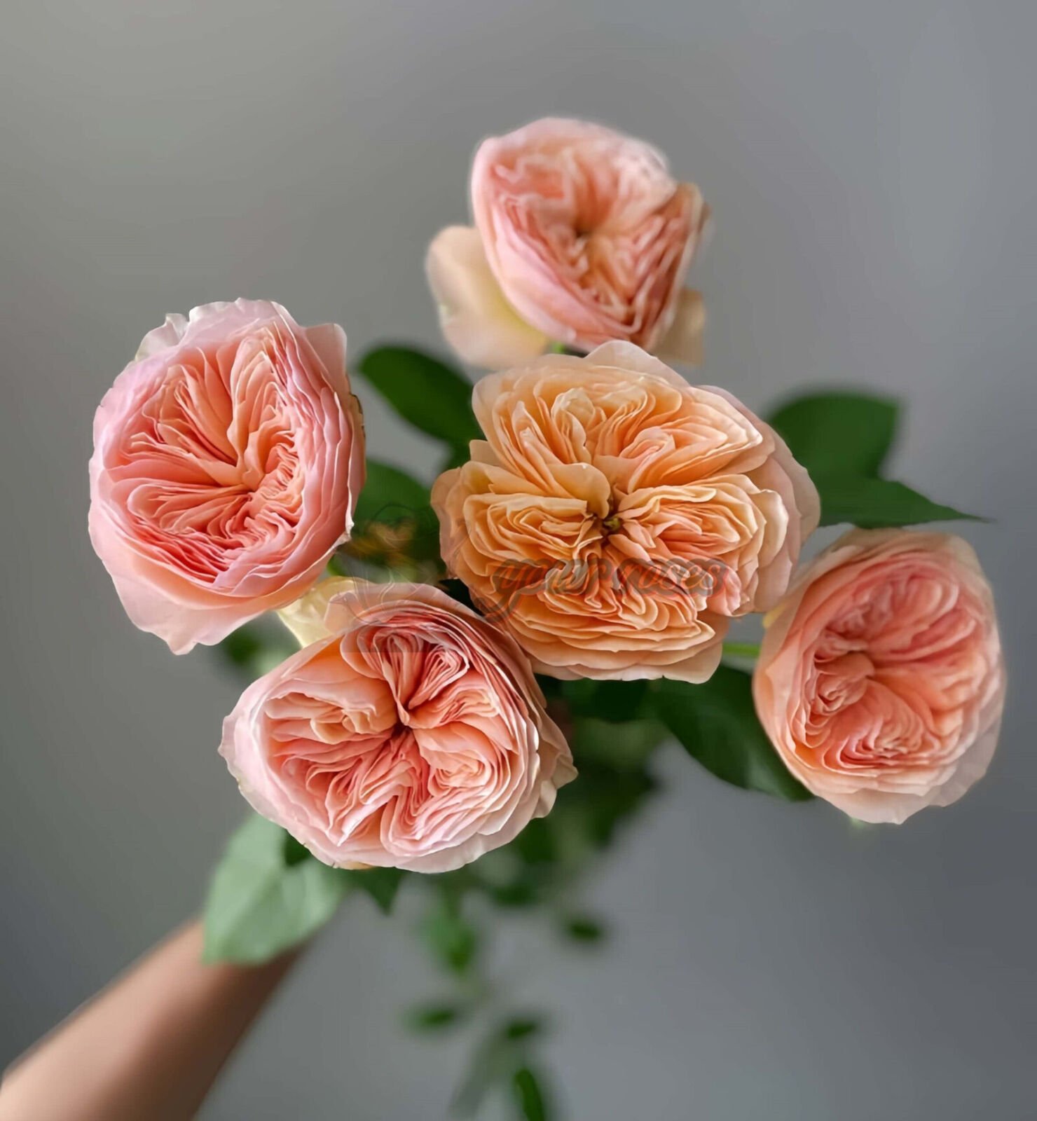 Geo