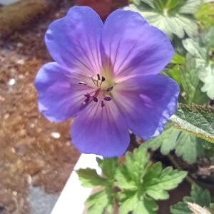 Geranium hybrid 'Rozanne'