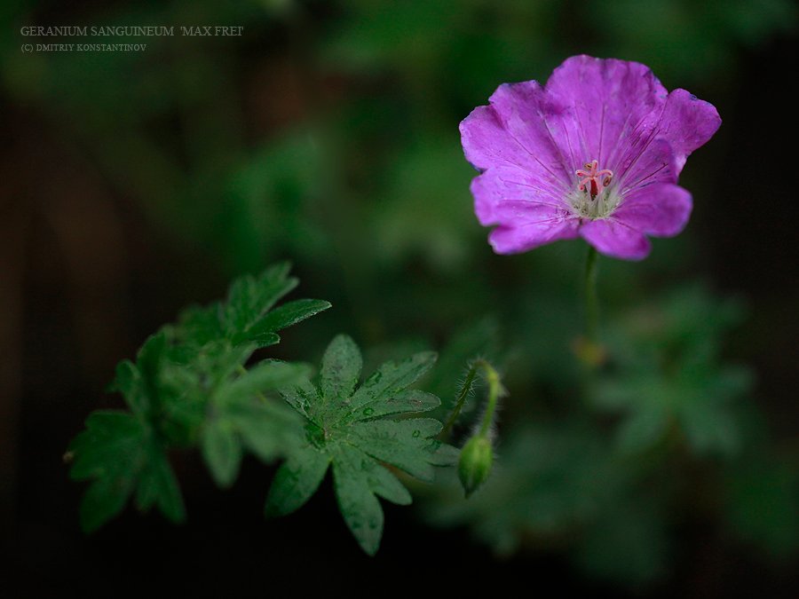 Geranium 'Max Frei'