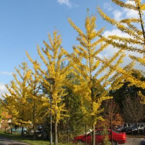 Ginkgo biloba