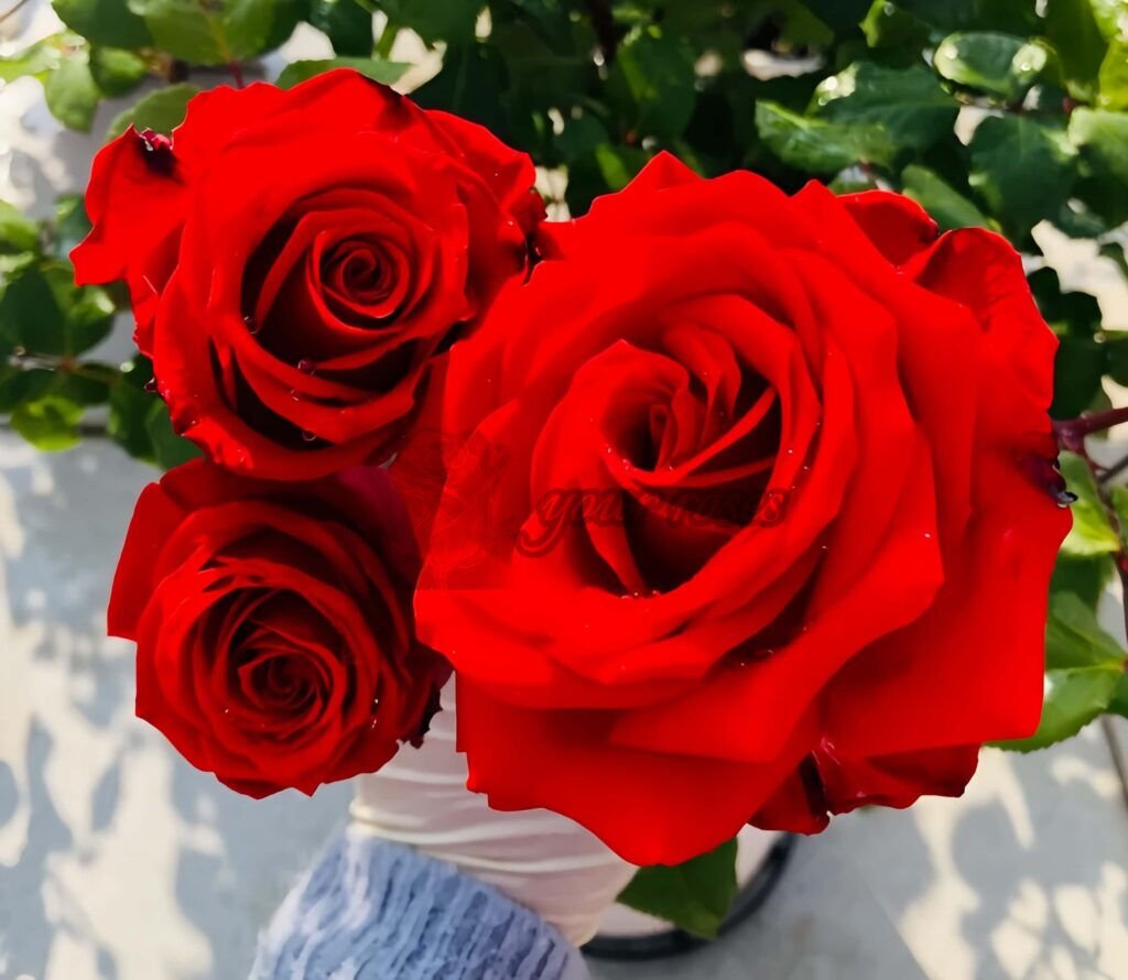 Hot Blo