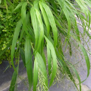 Hakonechloa 'All Gold'