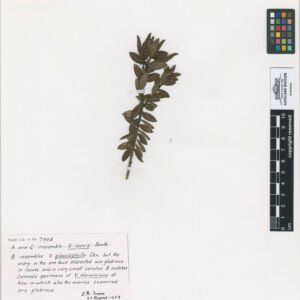 Hebe glaucophylla
