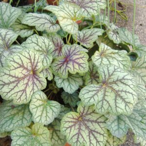 Heuchera 'Green Spice'
