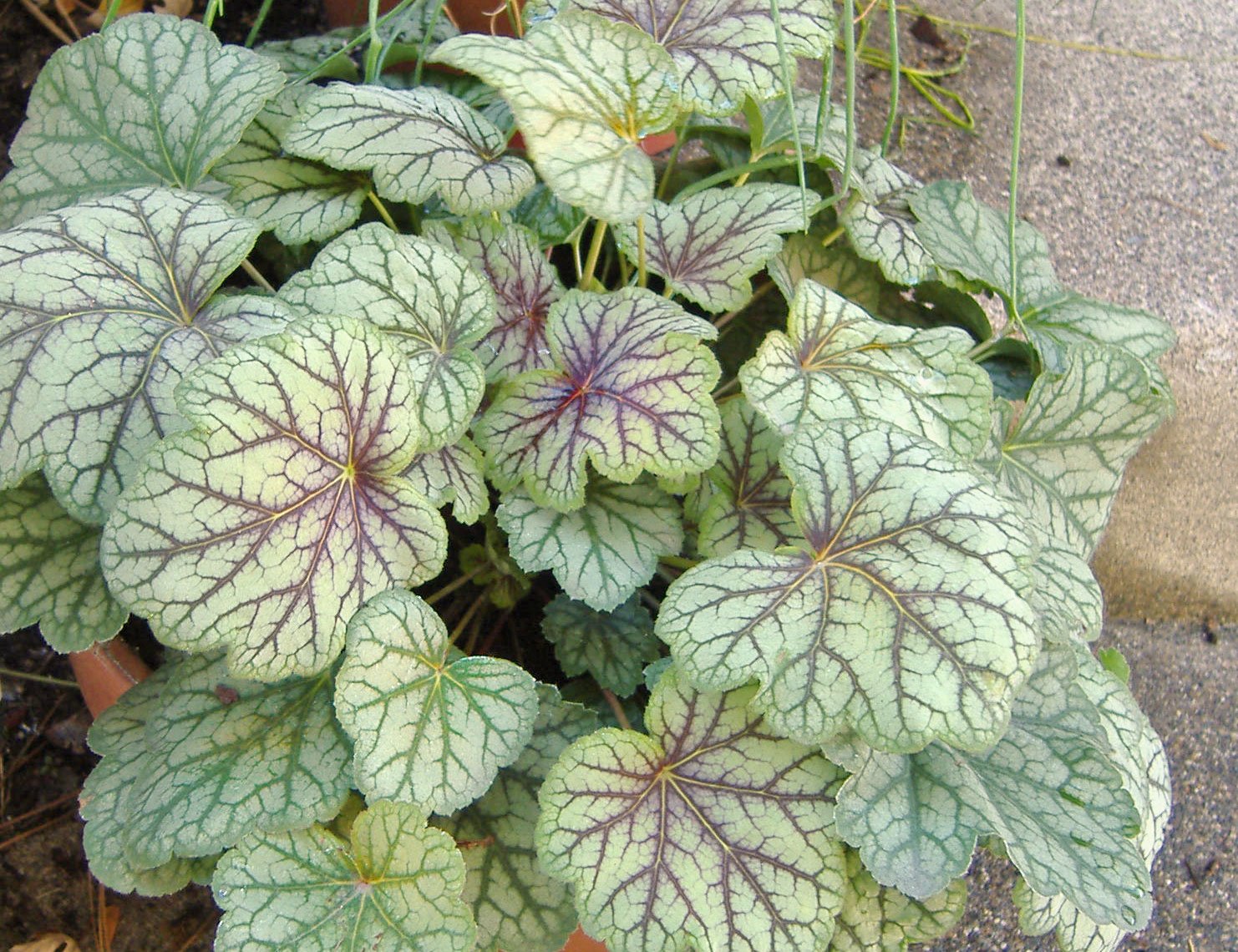 Heuchera 'Green Spice'
