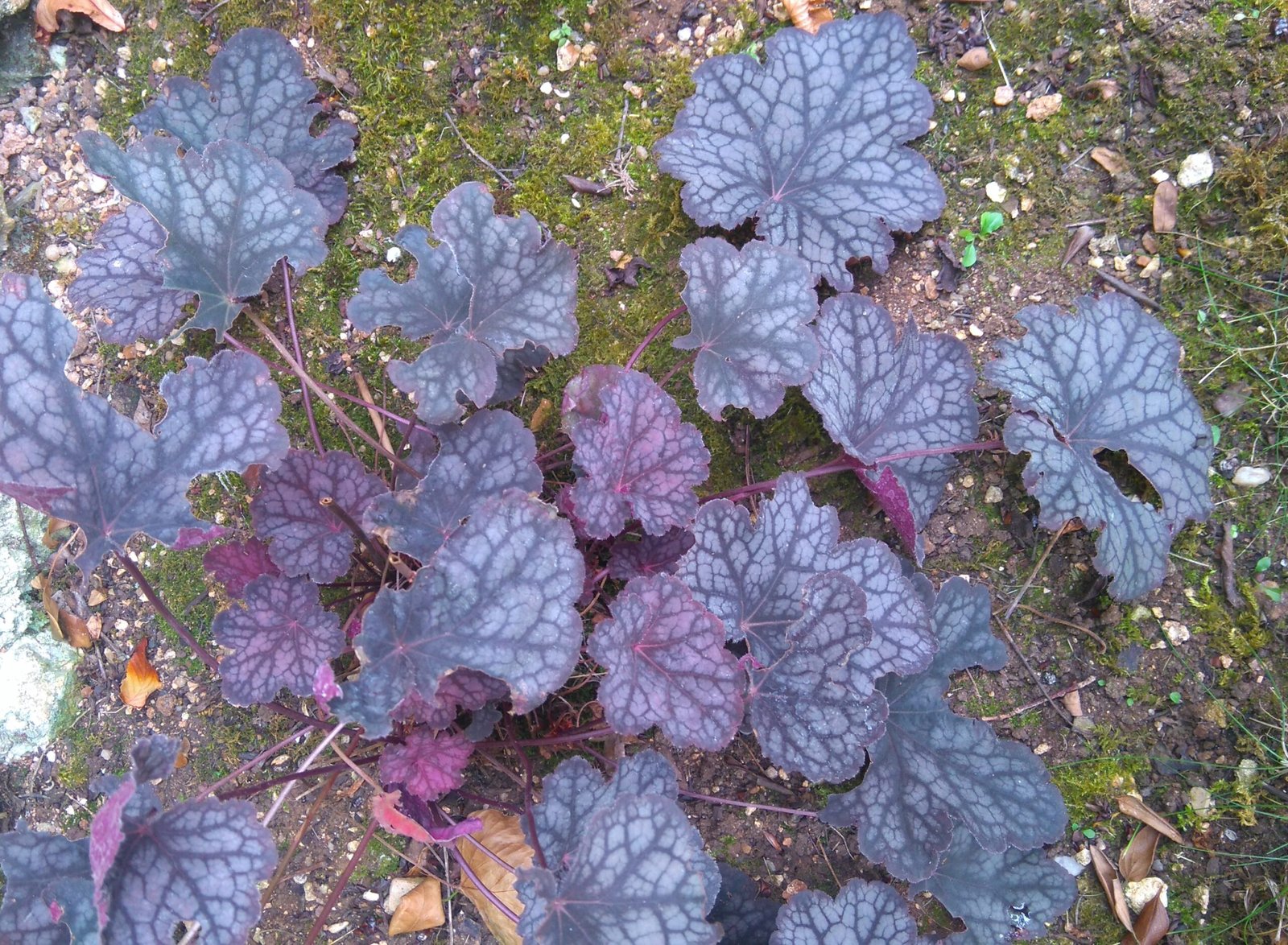 Heuchera 'Northern Exposure'