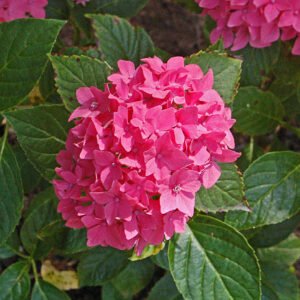 Hydrangea 'Pia'