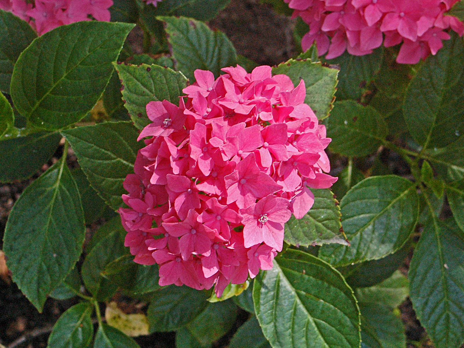 Hydrangea 'Pia'