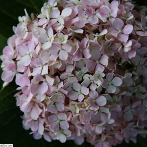 Hydrangea 'Big Daddy'