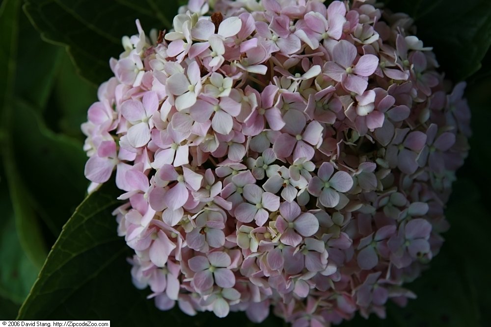 Hydrangea 'Big Daddy'