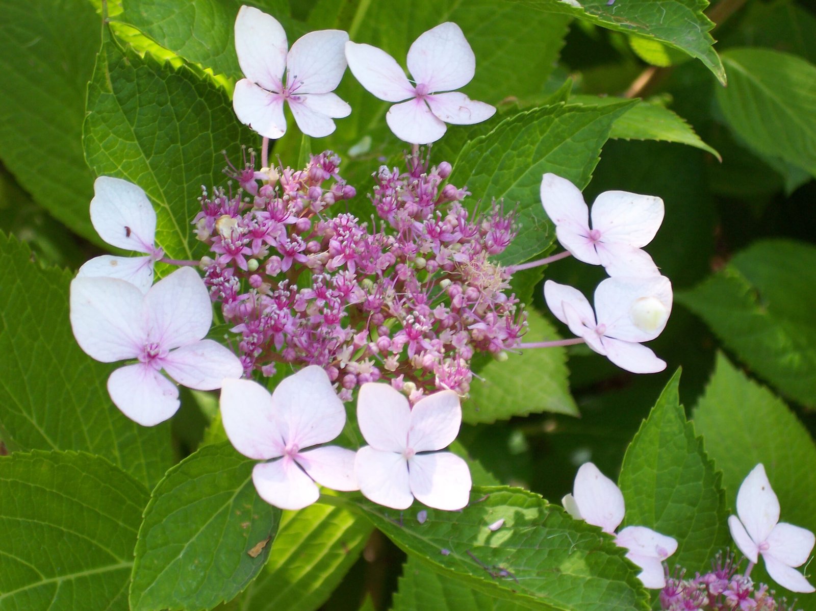 Hydrangea 'Bluebird'
