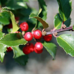 Ilex 'BLUE PRINCESS'