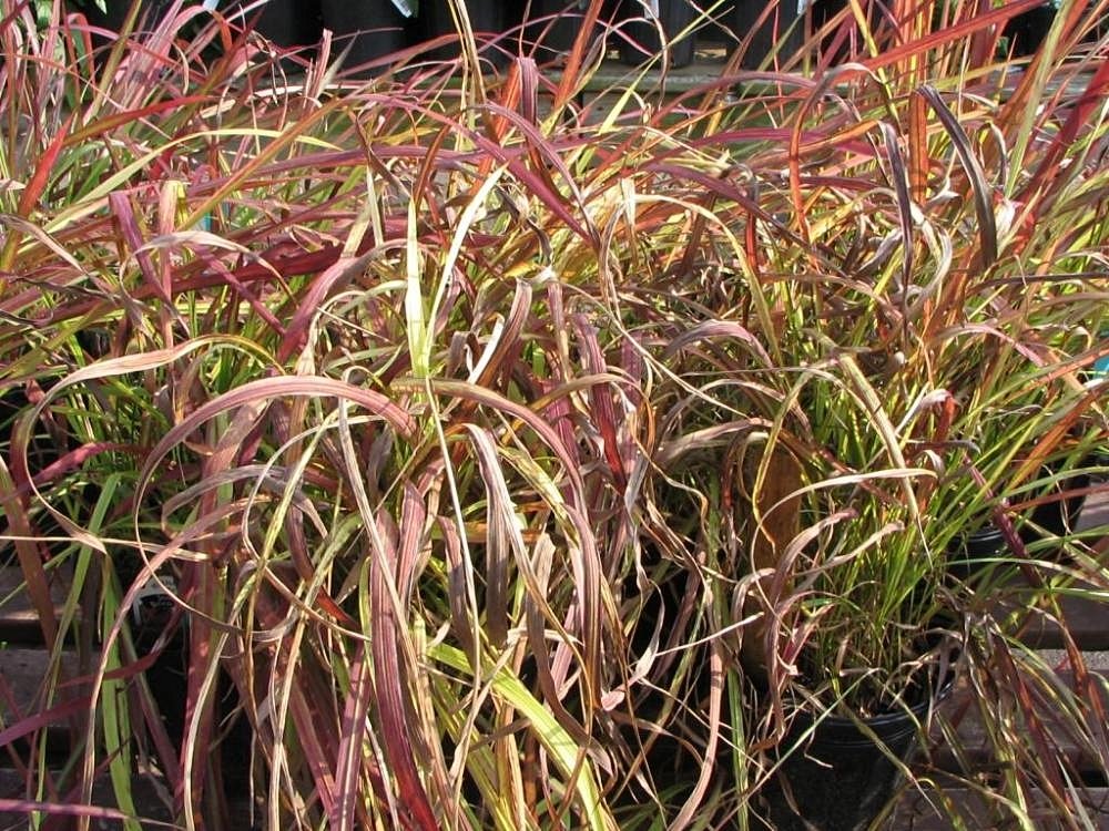 Imperata 'Rubra'