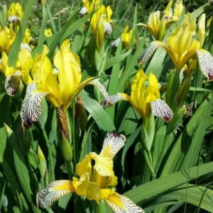 Iris 'Variegata'