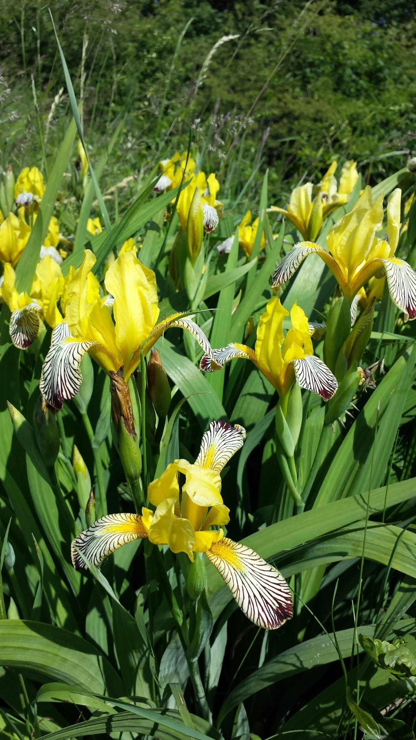 Iris 'Variegata'