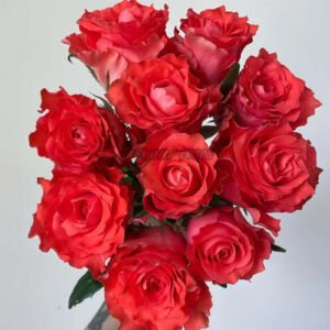 Jade Begonia