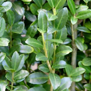 Ilex crenata