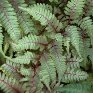 Athyrium 'Pictum'