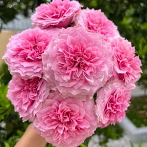 Jardin Parfumen Amoureuse l 禁忌感官