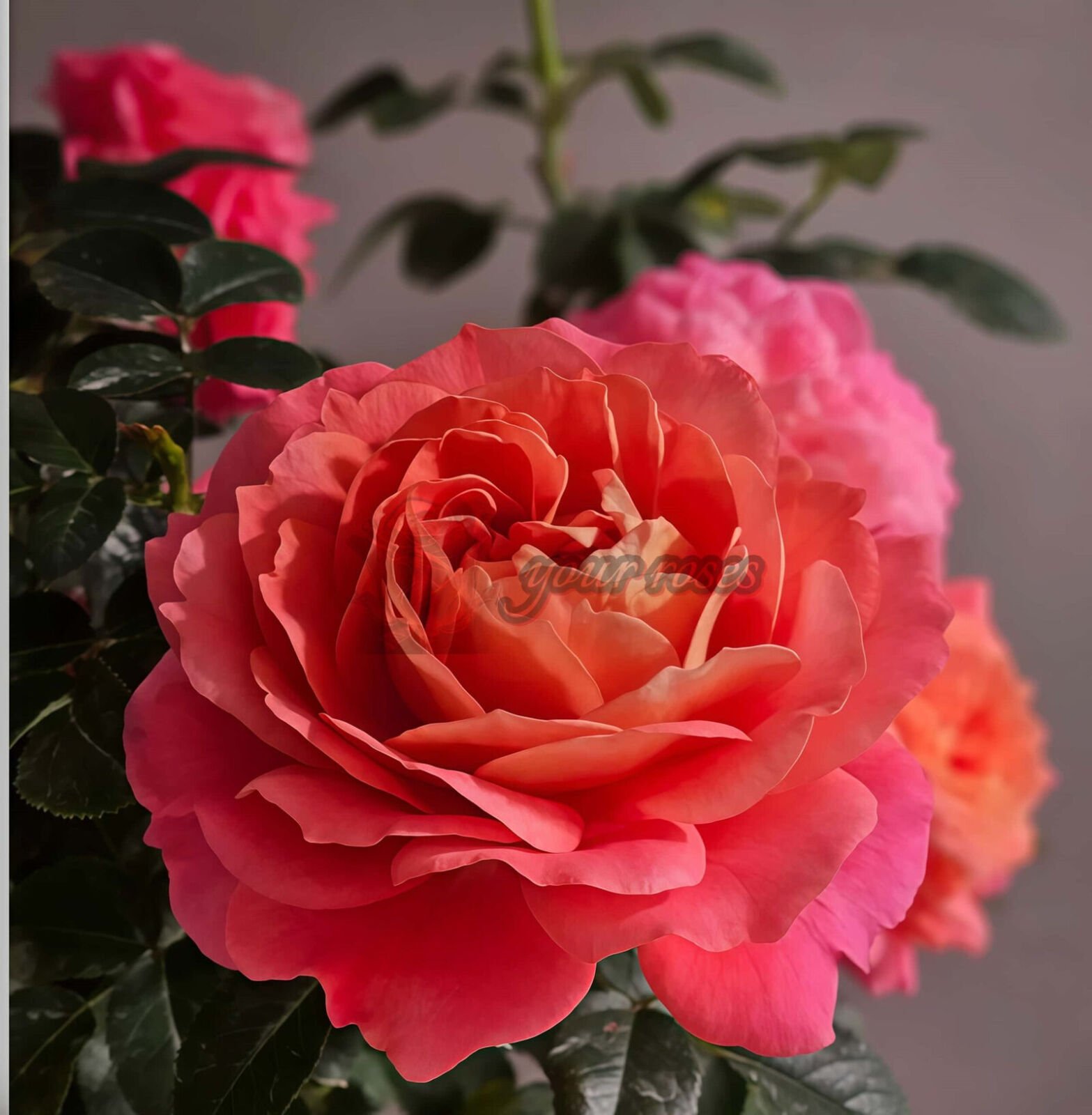 Juicy Beauty
