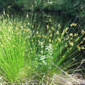 Juncus effusus