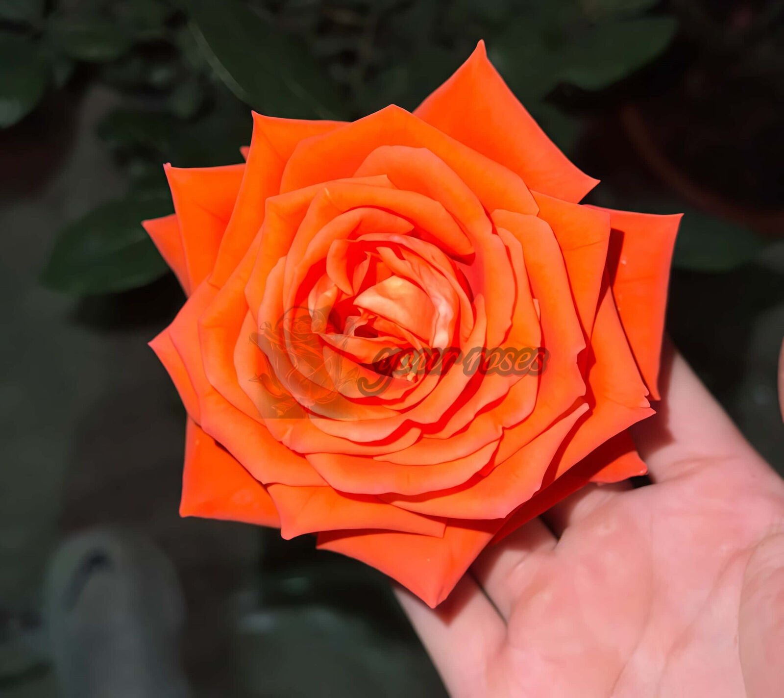 Juzhou