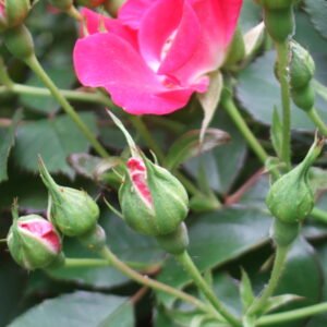 Rosa 'Knockout Rose'