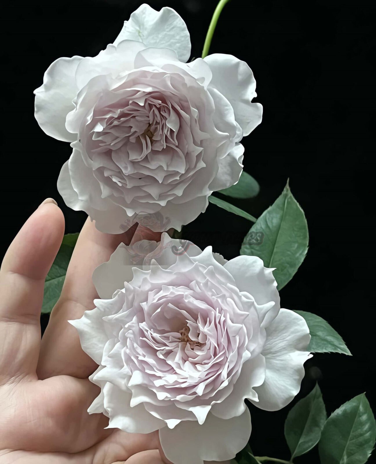 Kongshan Xinyu