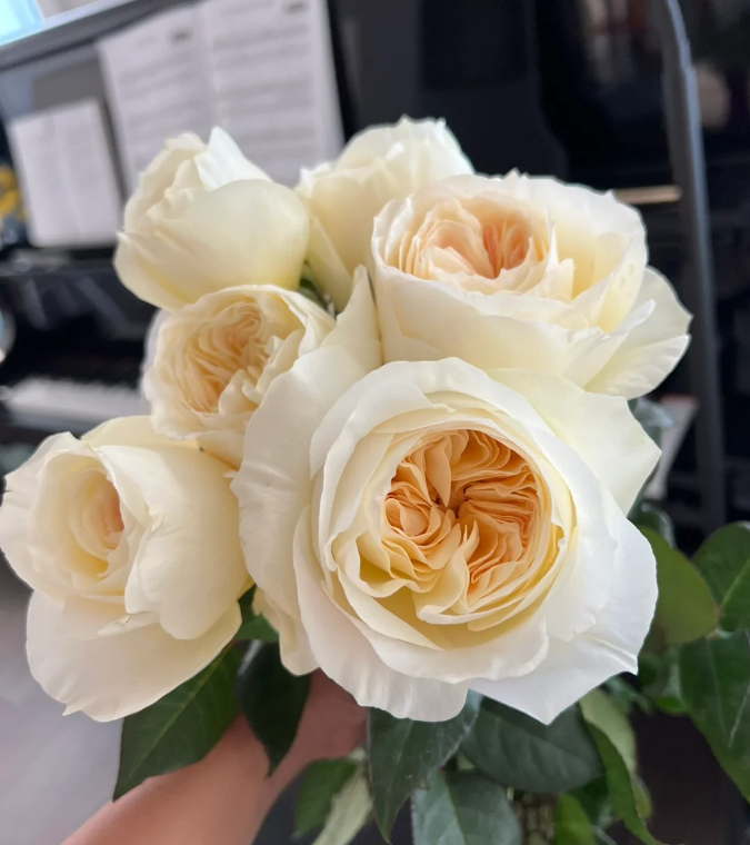 Leo