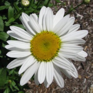 Leucanthemum 'Becky'