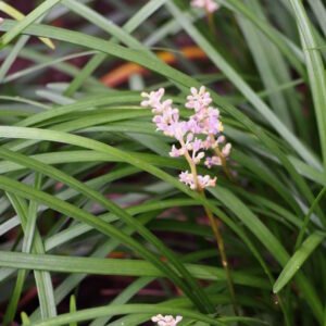 Liriope spicata