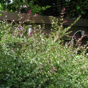 Lonicera pileata